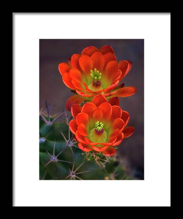 Claret Cup Cactus Framed Print featuring the photograph Orange Ya Beautiful #1 by Saija Lehtonen