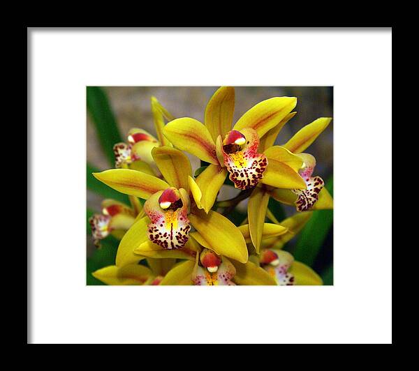 Flower Framed Print featuring the photograph Orchid 9 #1 by Marty Koch