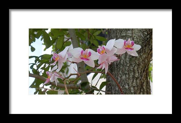  Framed Print featuring the photograph Orchid Bunch by Maria Bonnier-Perez