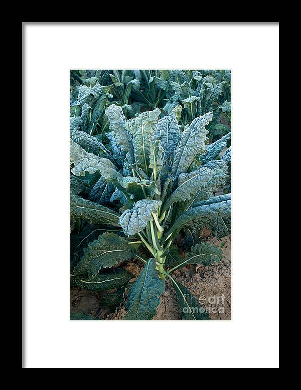 Kale Framed Print featuring the photograph Organic Italian Kale #1 by Inga Spence