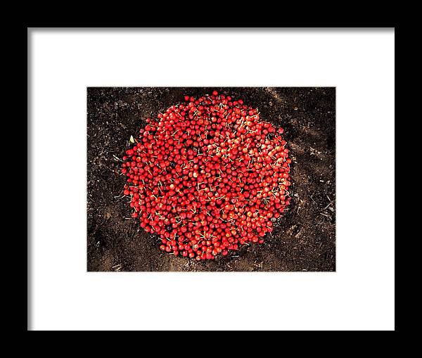 Red Berries Framed Print featuring the photograph Organize Red Berries #1 by Lizzie Johnson