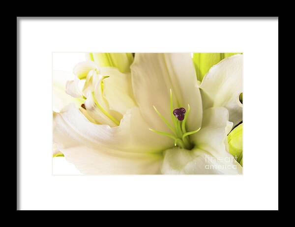 Alive Framed Print featuring the photograph Oriental Lily Flower #1 by Raul Rodriguez