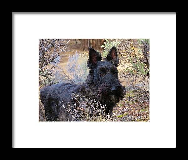 Scottie Framed Print featuring the photograph Always Alert #1 by Michele Penner