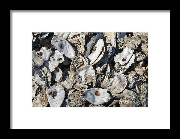 Oyster Framed Print featuring the photograph Oyster Shells #1 by Inga Spence