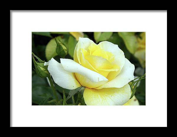 Rose Framed Print featuring the photograph Pale Delight #1 by Ellen Tully