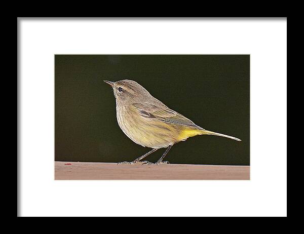 Bird Framed Print featuring the photograph Palm Warbler #1 by Alan Lenk