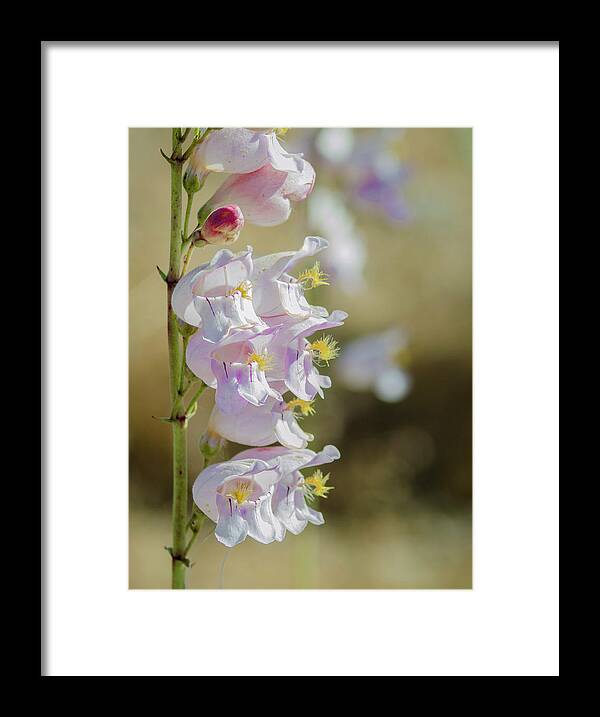 Wildflower Framed Print featuring the photograph Palmer's Penstemon #1 by Rick Mosher