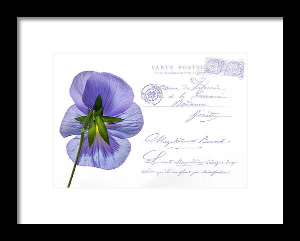 Postcard Framed Print featuring the photograph Pansy Postcard #1 by Cathy Kovarik
