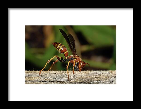 Photograph Framed Print featuring the photograph Paper Wasp #1 by Larah McElroy
