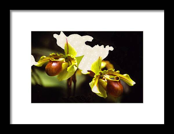 Orchid Framed Print featuring the mixed media Paphiopedilum Orchid #1 by Rosalie Scanlon