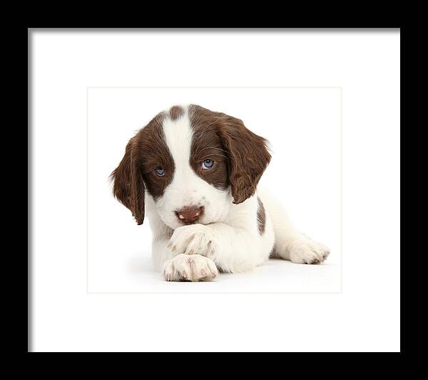 English Springer Spaniel Framed Print featuring the photograph Paws Crossed Pup #2 by Warren Photographic