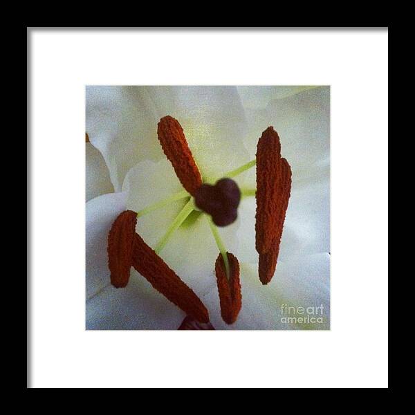 Flower Framed Print featuring the photograph Peek by Denise Railey
