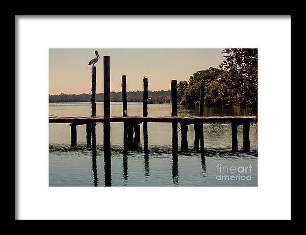 Australian White Pelican Framed Print featuring the photograph Pelican on post #1 by Sheila Smart Fine Art Photography