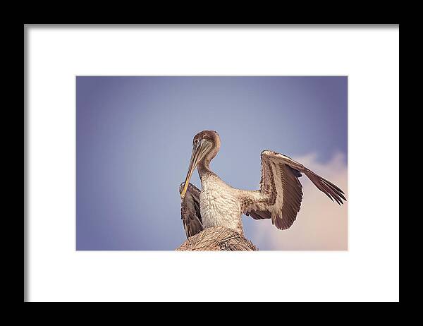 Aqua Framed Print featuring the photograph Pelican #1 by Peter Lakomy