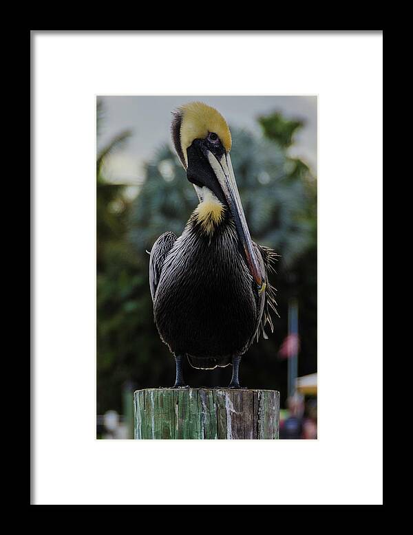 Pelican Framed Print featuring the photograph Pelican #1 by Wolfgang Stocker