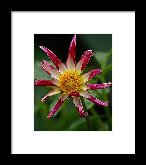 Flowers Framed Print featuring the photograph Peppermint Sunburst #1 by Ben Upham III