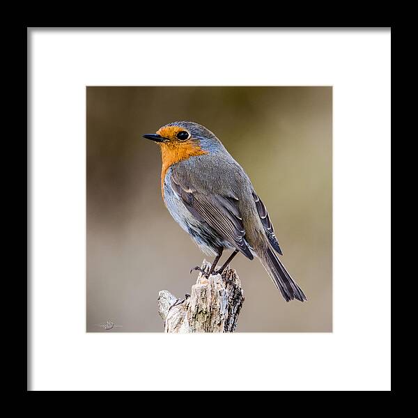 Perching Framed Print featuring the photograph Perching Robin by Torbjorn Swenelius
