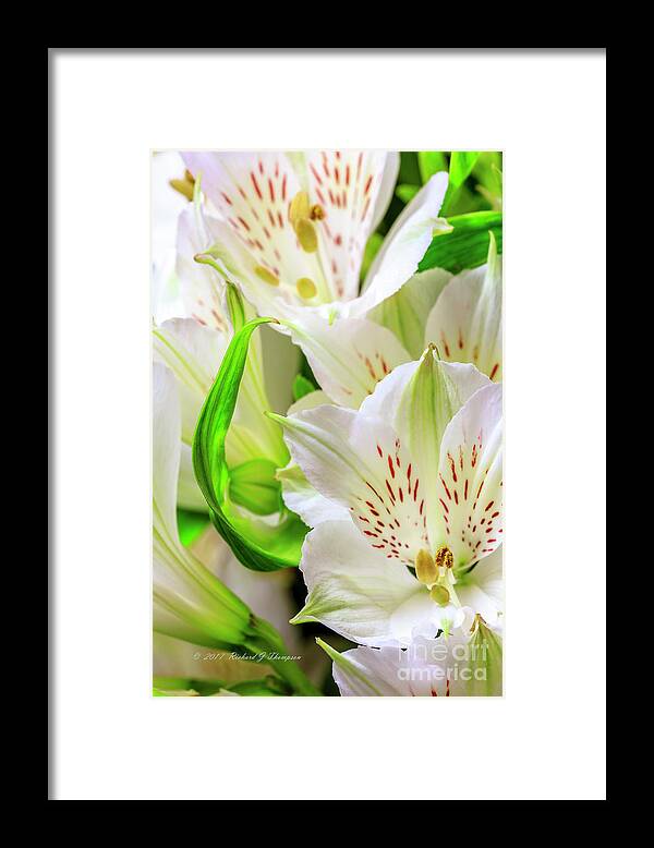 Peruvian Lilies Framed Print featuring the photograph Peruvian Lilies In Bloom #2 by Richard J Thompson