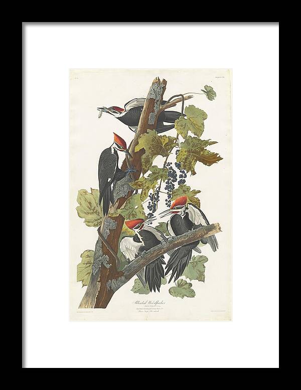 Pileated Woodpecker Framed Print featuring the painting Pileated Woodpecker by John James Audubon