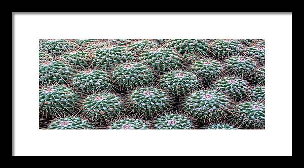 Plant Framed Print featuring the photograph Pincushion Cactus #2 by Pat Cook