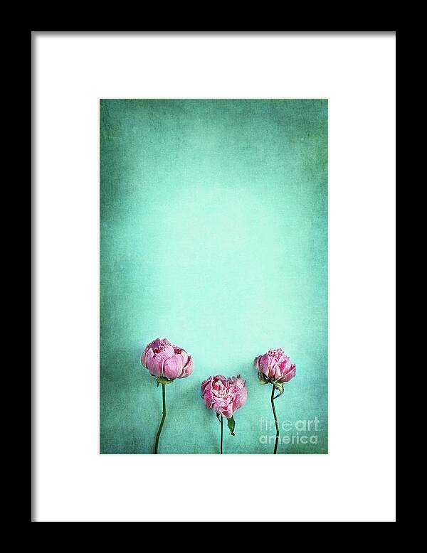Peony Framed Print featuring the photograph Pink Peonies #1 by Stephanie Frey