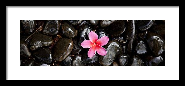 Plumeria Framed Print featuring the photograph Pink Plumeria Pebbles by Sean Davey