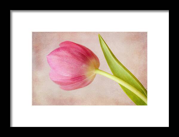 Tulips Framed Print featuring the photograph Pink Tulip #2 by Cindi Ressler