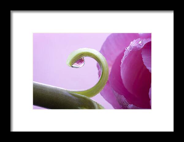Plant Framed Print featuring the photograph Pink Tulip Macro #1 by Mark Duffy