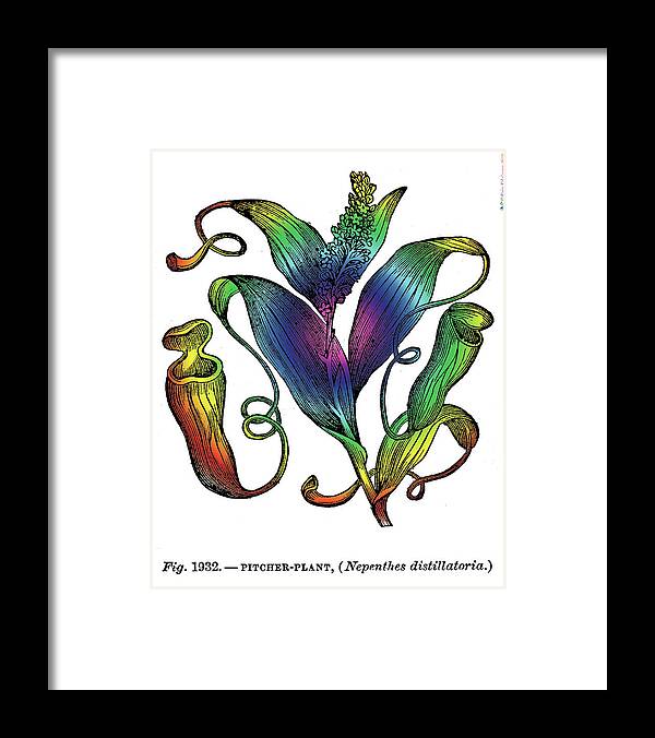 Pitcher Plant Framed Print featuring the digital art Pitcher Plant #1 by Eric Edelman