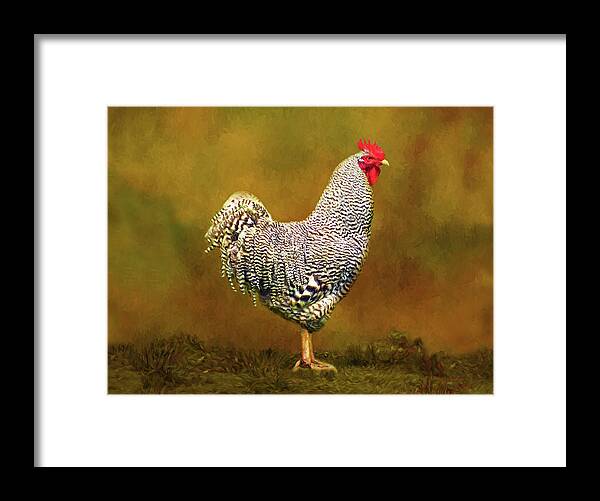 Plymouth Rock Rooster Framed Print featuring the photograph Plymouth Rock Rooster by Sandi OReilly
