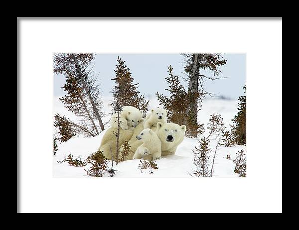 Mp Framed Print featuring the photograph Polar Bear Ursus Maritimus Trio by Matthias Breiter