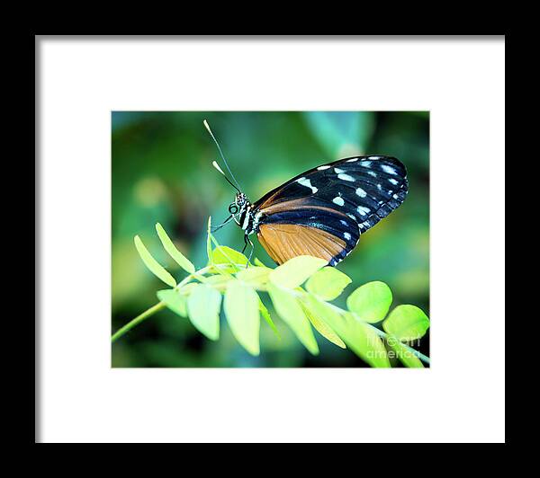 Insect Framed Print featuring the photograph Pondering #1 by Deborah Klubertanz