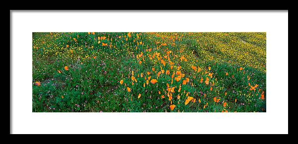Photography Framed Print featuring the photograph Poppies And Wildflowers, Antelope #1 by Panoramic Images