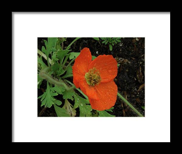 Poppies Framed Print featuring the photograph Poppies #1 by Mark J Dunn