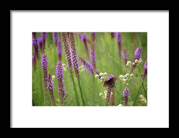 Wildflowers Framed Print featuring the photograph Prairie Blazing Star #2 by Susan Rissi Tregoning