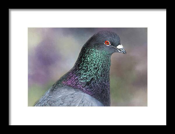 Pigeon Framed Print featuring the photograph Pretty Boy #1 by Donna Kennedy