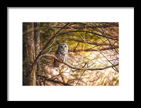 Barred Owl Framed Print featuring the photograph Prey Tell #1 by Robert Clifford