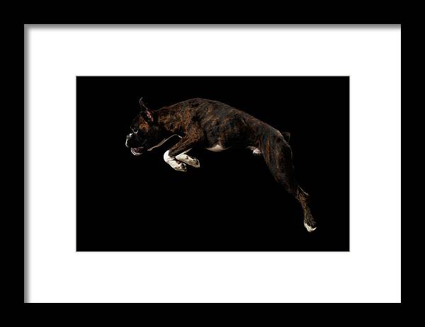 Boxer Framed Print featuring the photograph Purebred Boxer Dog Isolated on Black Background #2 by Sergey Taran