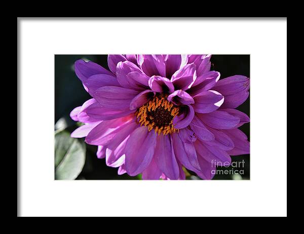 Dahlia Framed Print featuring the photograph Purple by Debby Pueschel