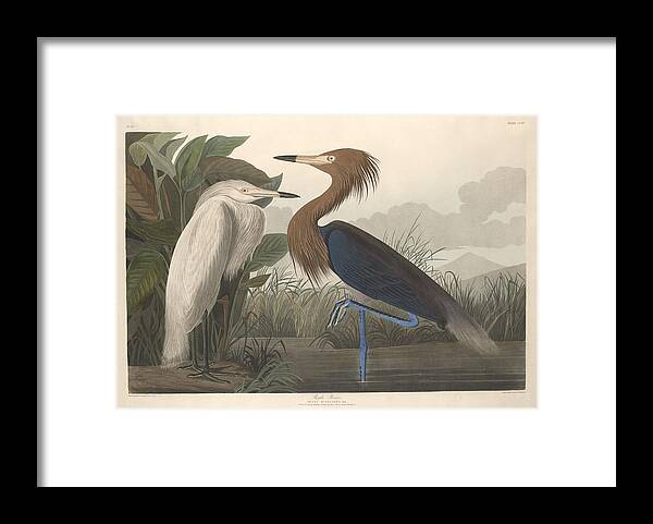 Audubon Framed Print featuring the drawing Purple Heron #1 by Dreyer Wildlife Print Collections 
