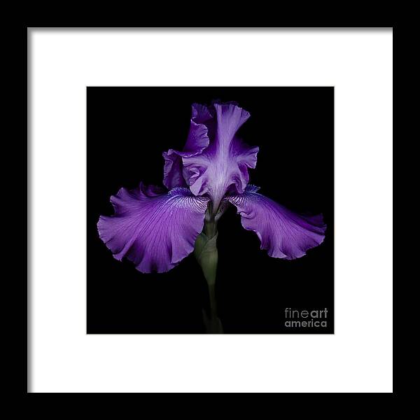 Iris Framed Print featuring the photograph Purple Iris #1 by Oscar Gutierrez