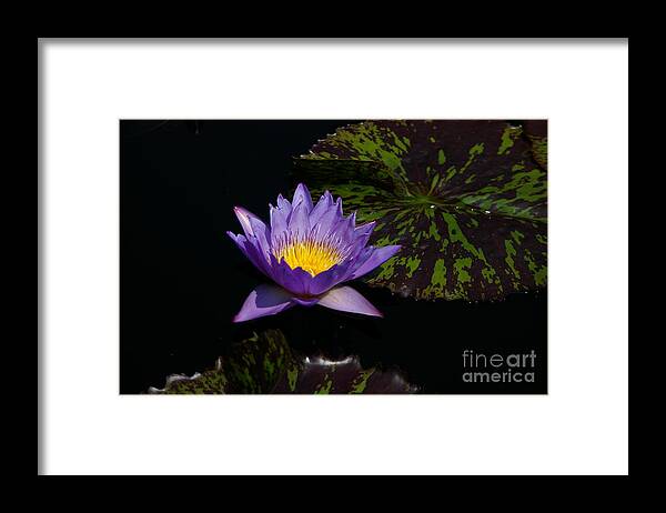 Yellow Framed Print featuring the photograph Purple Lotus Waterlily #4 by Jackie Irwin