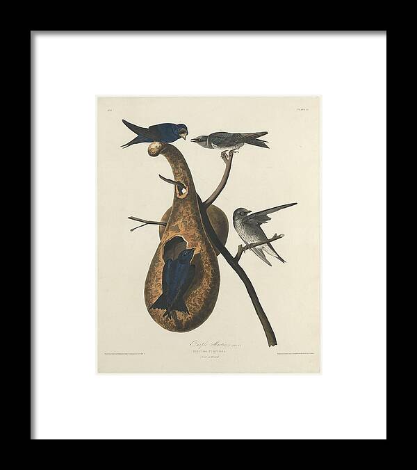 Audubon Framed Print featuring the drawing Purple Martin #1 by Dreyer Wildlife Print Collections 