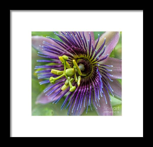 Nature Framed Print featuring the photograph Purple Passion by George Kenhan