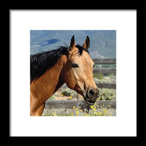 Buckskin Quarter Horse Framed Print featuring the photograph Quarter Horse Portrait #2 by Debra Sabeck