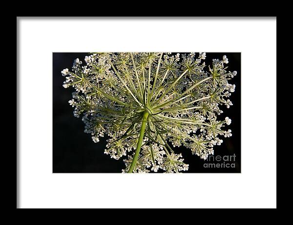 Queen Annes Lace Framed Print featuring the photograph Queen Annes Lace #1 by Chris Scroggins