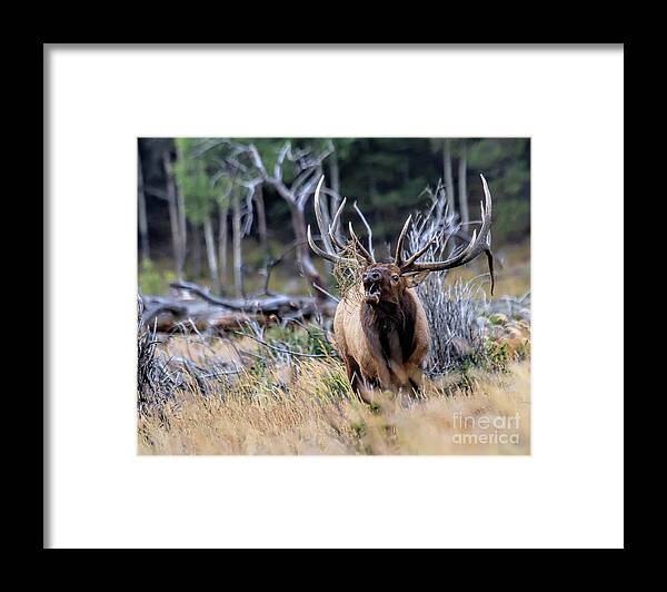 Elk Framed Print featuring the photograph Raging Bull by Jim Garrison
