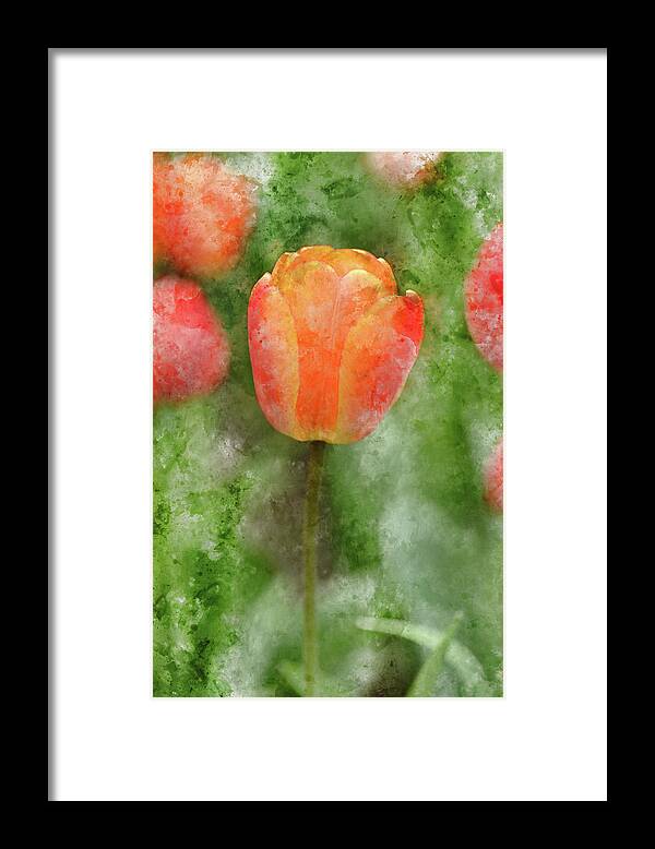 Flower Framed Print featuring the photograph Red and Orange Tulip in Spring #1 by Brandon Bourdages