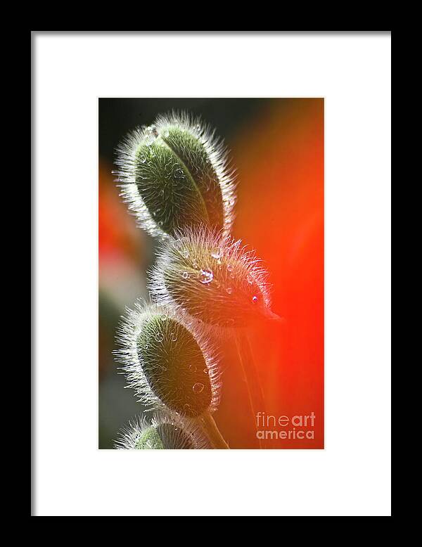 Poppy Framed Print featuring the photograph Red Corn Poppy Bud and Red Dots #1 by Heiko Koehrer-Wagner