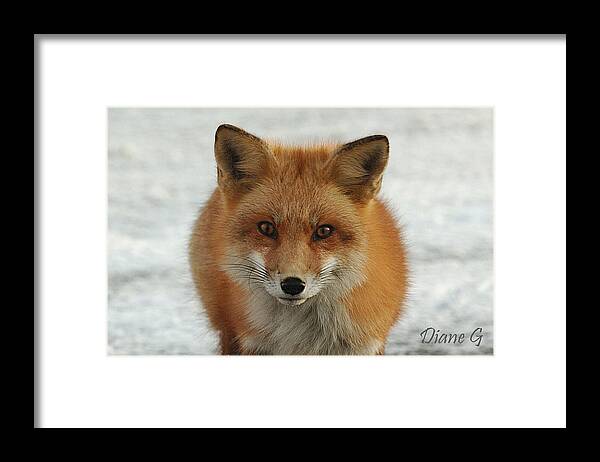 Red Fox Framed Print featuring the photograph Red Fox #1 by Diane Giurco